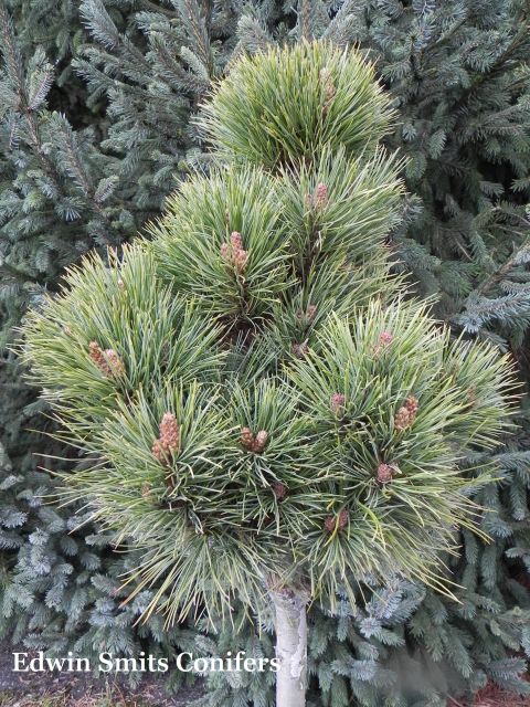 Pinus sibirica 'Primorsko'  (# 014)